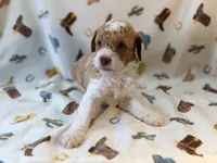 Girl1 , a female Poodle - Miniature  for sale in Houston, TX – 9 of 10