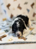 Girl5, a female Poodle - Miniature  for sale in Houston, TX – 1 of 3
