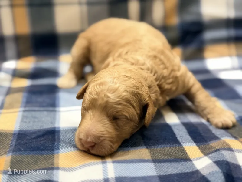 Boy1 – Poodle - Miniature  puppy for sale in Houston, TX