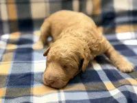 Boy1, a male Poodle - Miniature  for sale in Houston, TX – 1 of 2