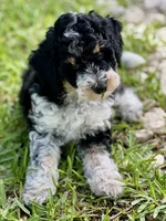 Aria , a female Aussiedoodle for sale in Houston, TX – 3 of 9