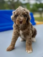 Rosco, a male Miniature Aussiedoodle for sale in Houston, TX – Photo 1 of 9