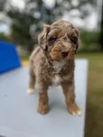 Rosco, a male Miniature Aussiedoodle for sale in Houston, TX – Photo 2 of 9