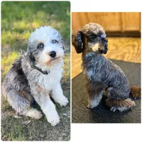 Rosco, a male Miniature Aussiedoodle for sale in Houston, TX – Photo 3 of 3