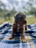 Rosco, a male Miniature Aussiedoodle for sale in Houston, TX – Photo 8 of 9