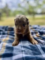 Rosco, a male Miniature Aussiedoodle for sale in Houston, TX – Photo 7 of 9