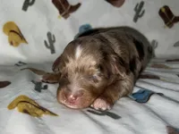 Rosco, a male Miniature Aussiedoodle for sale in Houston, TX – Photo 1 of 3