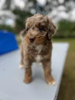 Rosco, a male Miniature Aussiedoodle for sale in Houston, TX – Photo 3 of 9