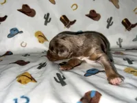 Rosco, a male Miniature Aussiedoodle for sale in Houston, TX – Photo 2 of 3