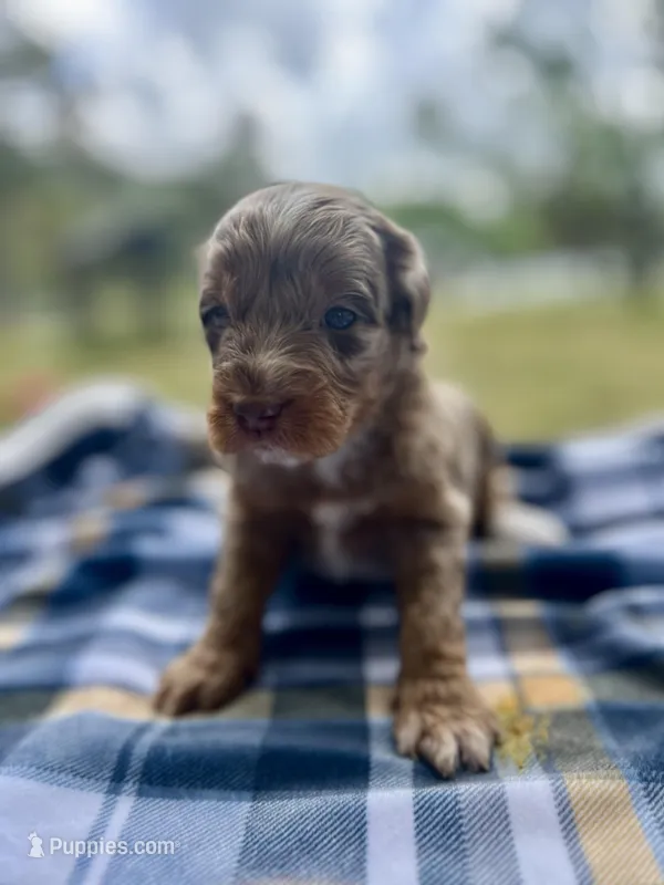 Rosco – Miniature Aussiedoodle puppy for sale in Houston, TX