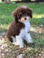 Girl1, a female Poodle - Miniature  for sale in Houston, TX – 2 of 9