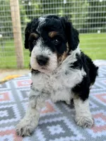 Aria , a female Aussiedoodle for sale in Houston, TX – 6 of 9