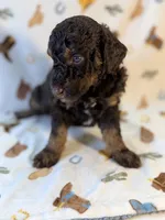 Boy1 , a male Poodle - Miniature  for sale in Houston, TX – 4 of 8