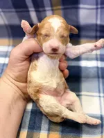 Girl1 , a female Poodle - Miniature  for sale in Houston, TX – 2 of 2
