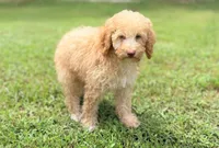 Boy2, a male Poodle - Miniature  for sale in Houston, TX – 2 of 8