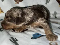 Bosco, a male Miniature Aussiedoodle for sale in Houston, TX – Photo 2 of 4