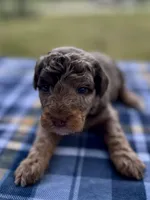 Bosco, a male Miniature Aussiedoodle for sale in Houston, TX – Photo 2 of 6