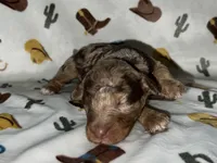 Bosco, a male Miniature Aussiedoodle for sale in Houston, TX – Photo 1 of 4