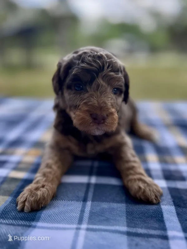 Bosco – Miniature Aussiedoodle puppy for sale in Houston, TX