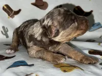 Bosco, a male Miniature Aussiedoodle for sale in Houston, TX – Photo 3 of 4