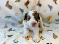 Girl 1, a female Poodle - Miniature  for sale in Houston, TX – 2 of 4