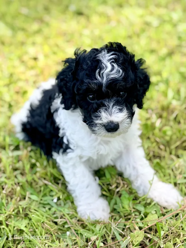 Girl5 – Poodle - Miniature  puppy for sale in Houston, TX