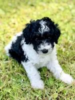 Girl5, a female Poodle - Miniature  for sale in Houston, TX – 1 of 6
