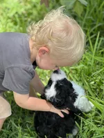 Rip, a male Miniature Aussiedoodle for sale in Houston, TX – 2 of 6