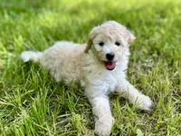 Lucy, a female Miniature Aussiedoodle for sale in Houston, TX – 4 of 8