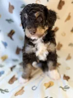 Green boy, a male Miniature Aussiedoodle for sale in Houston, TX – 7 of 7