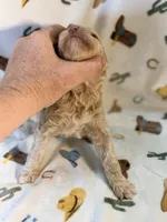 Girl4, a female Poodle - Miniature  for sale in Houston, TX – 2 of 3