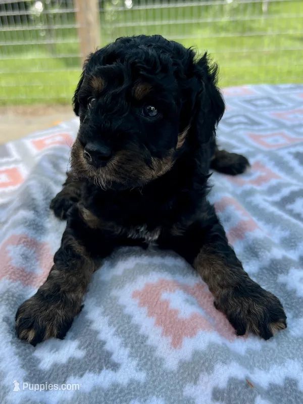 Maverick – Aussiedoodle puppy for sale in Houston, TX
