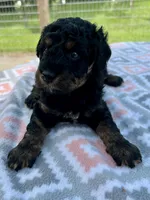 Maverick, a male Aussiedoodle for sale in Houston, TX – 4 of 7