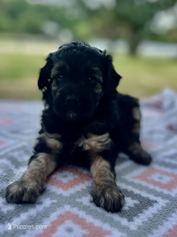 Betsy – Miniature Aussiedoodle puppy for sale in Houston, TX