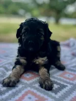 Betsy, a female Miniature Aussiedoodle for sale in Houston, TX – 4 of 7
