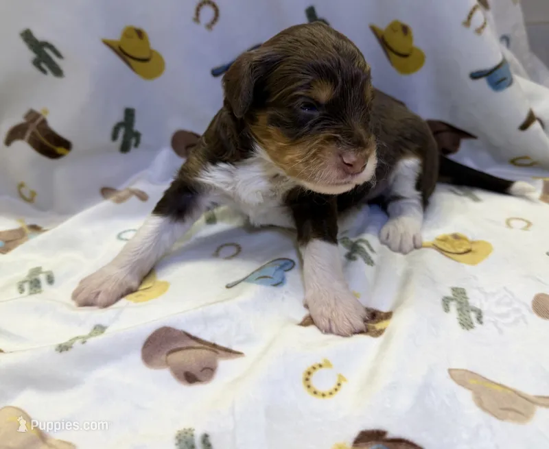 Girl1 – Miniature Aussiedoodle puppy for sale in Houston, TX