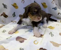 Girl1, a female Miniature Aussiedoodle for sale in Houston, TX – 1 of 1