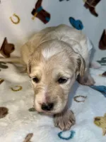 Lucy, a female Miniature Aussiedoodle for sale in Houston, TX – 2 of 2