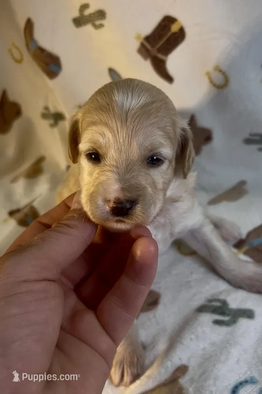 Lucy – Miniature Aussiedoodle puppy for sale in Houston, TX