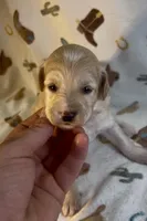 Lucy, a female Miniature Aussiedoodle for sale in Houston, TX – 1 of 2