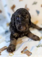 Boy1 , a male Poodle - Miniature  for sale in Houston, TX – 5 of 8