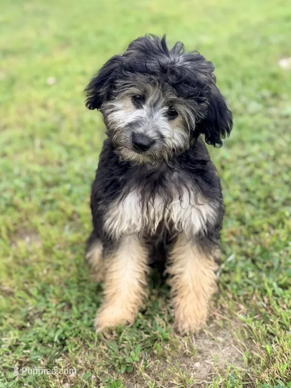 Bella – Miniature Aussiedoodle puppy for sale in Houston, TX