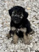 Betsy, a female Miniature Aussiedoodle for sale in Houston, TX – 3 of 7