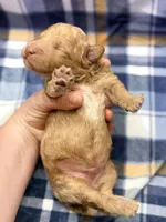 Boy1, a male Poodle - Miniature  for sale in Houston, TX – 2 of 2