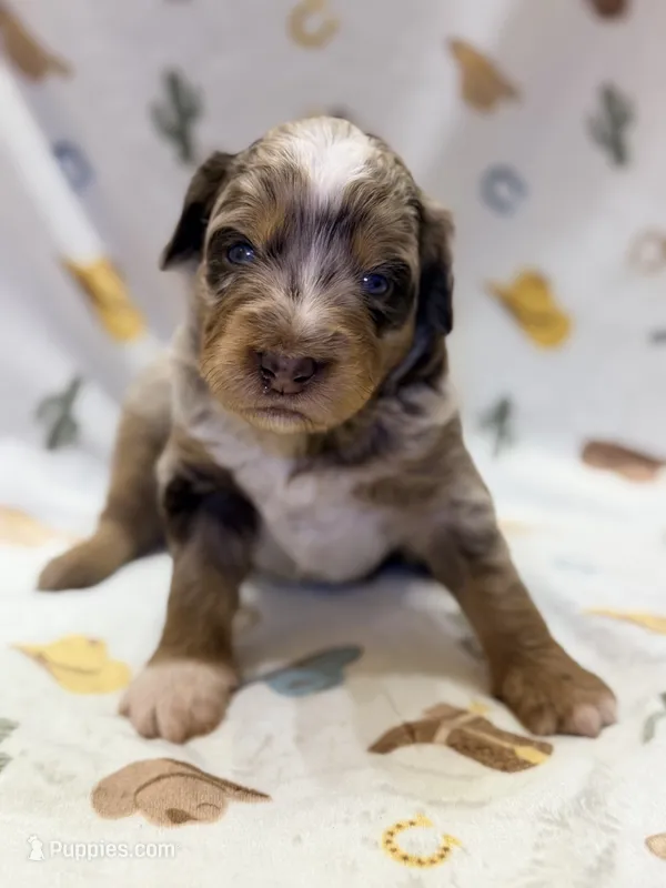 Girl4 – Miniature Aussiedoodle puppy for sale in Houston, TX