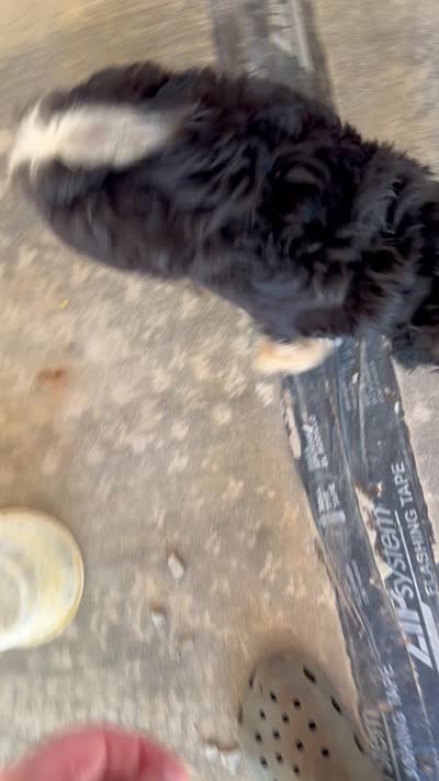 Bella, a female Miniature Aussiedoodle for sale in Houston, TX – 6 of 7