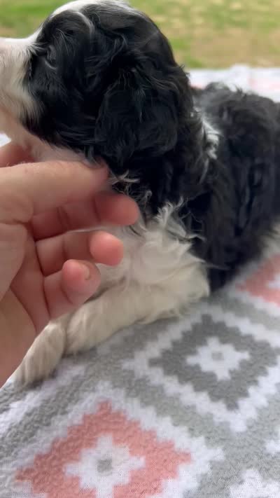 Rip, a male Miniature Aussiedoodle for sale in Houston, TX – 6 of 6