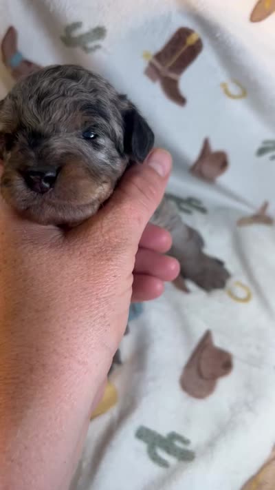 Everest, a female Aussiedoodle for sale in Houston, TX – 3 of 3