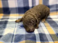 Girl2, a female Poodle - Miniature  for sale in Houston, TX – 2 of 2