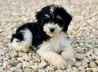 Girl3, a female Poodle - Miniature  for sale in Houston, TX – 3 of 8